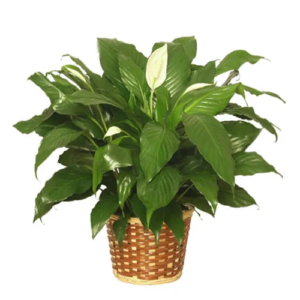 Peace Lily Plant