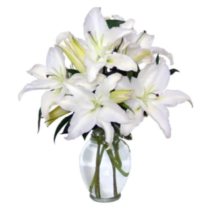Casa Blanca Lilies
