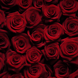 25 LARGE ROSES WHOLESALE