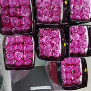 25 LARGE ROSES WHOLESALE