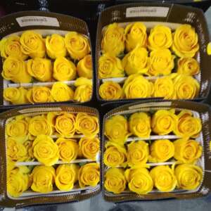 25 LARGE ROSES WHOLESALE